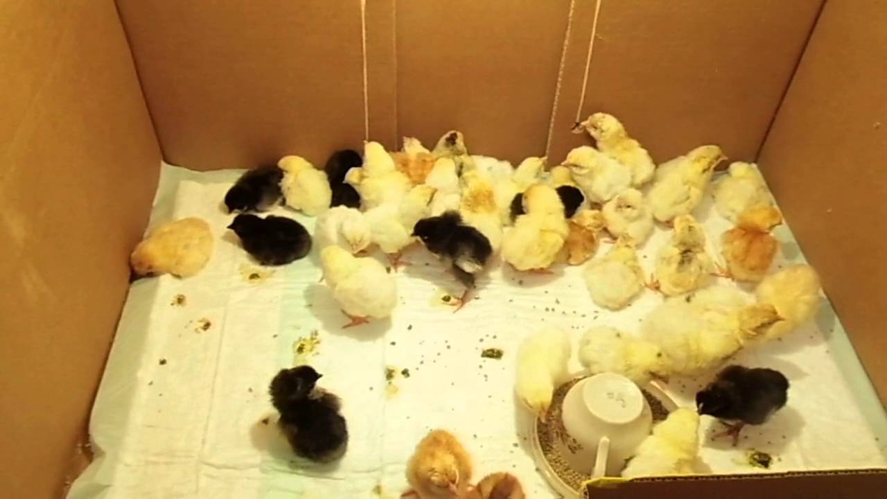 О перепелятах: чем кормить птенцов в первые дни жизни после инкубатора