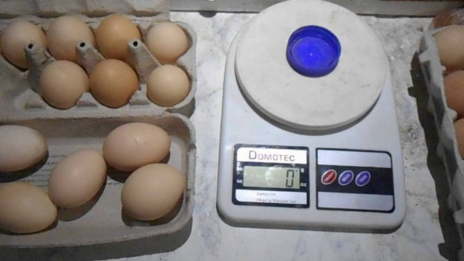 Почему куры несушки льют яйца (несут без скорлупы): причина и что делать
