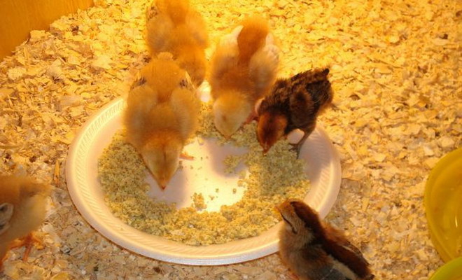 Чем кормить суточных, недельных и месячных цыплят