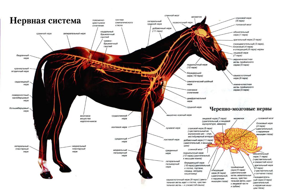 Скелет лошади: особенности строения костей и внутренних органов