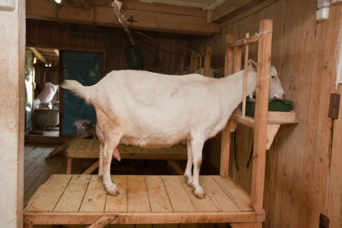 Разведение коз в домашнем хозяйстве для начинающих
