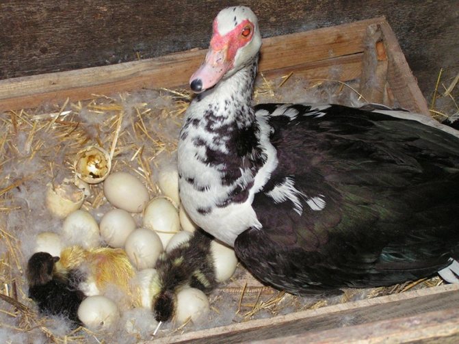 Когда утки начинают нести яйца: почему могут не нести