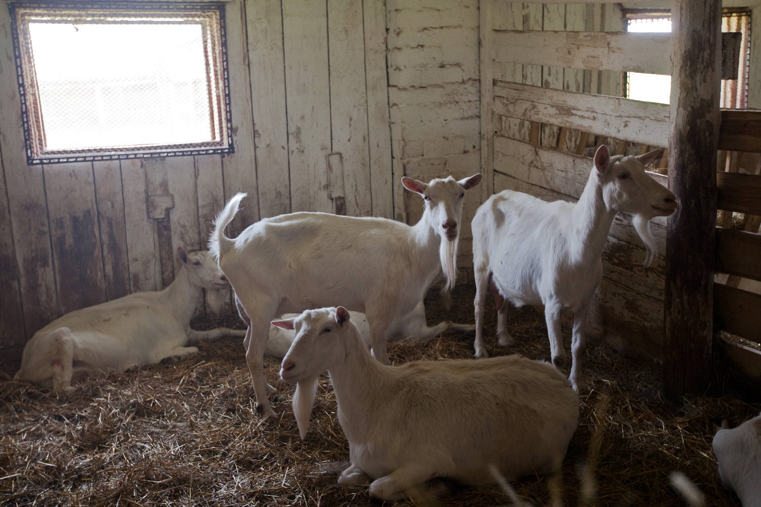 Содержание и уход за козами в домашнем хозяйстве: обустройство помещения и советы для начинающих