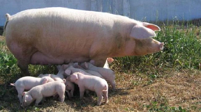 Свиньи породы ландрас: описание и разновидности