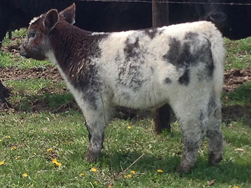 Плюшевая порода коров из айовы: фото, особенности, условия содержания пушистой бурёнки