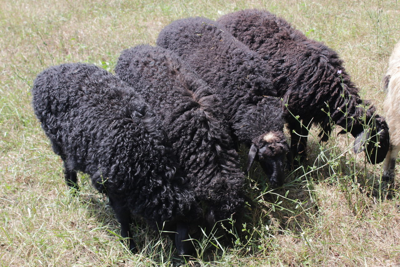 Овцы эдильбай: характеристика эдильбаевской породы