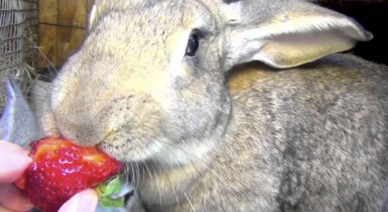 Хлеб в рационе кроликов: нормы, правила кормления, меры предосторожности