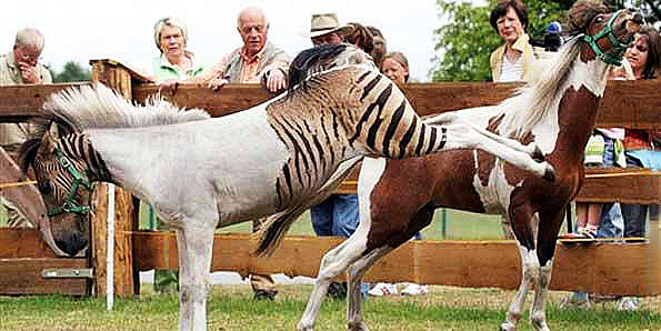 О гибридах ослицы и жеребца, зебры и коня: результаты скрещивание лошадей с другими животными