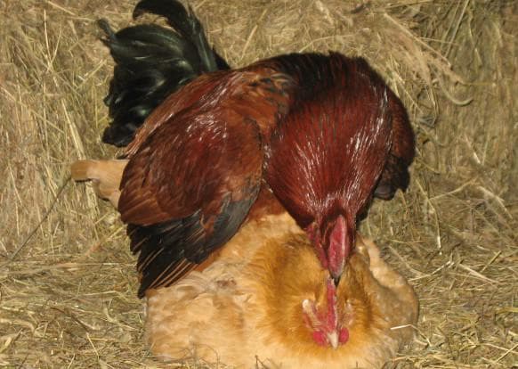 Как петух оплодотворяет курицу: описание процесса спаривания и оплодотворение яйцеклеток