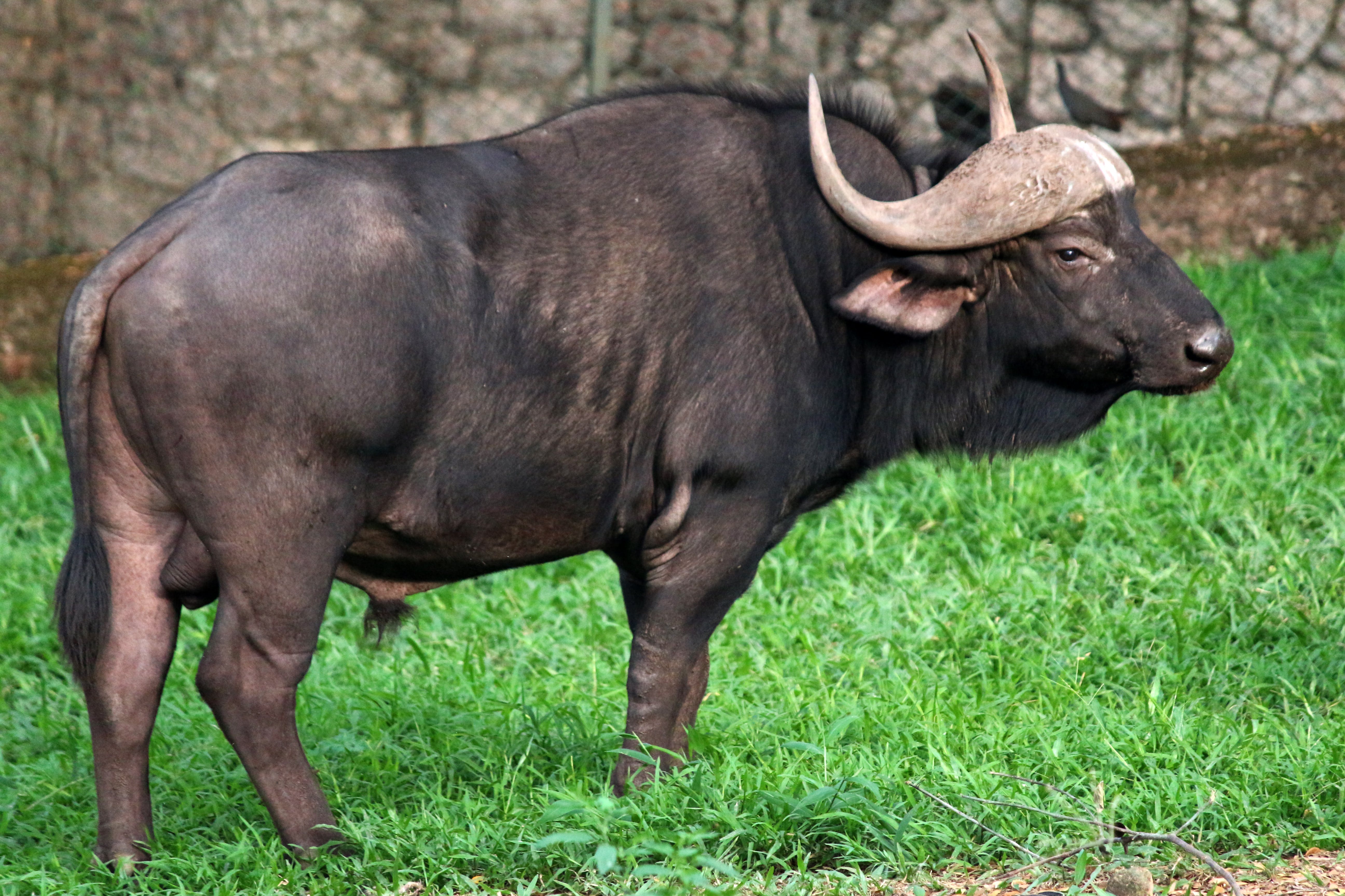 Африканские буйволы: описание, разновидности и интересные факты