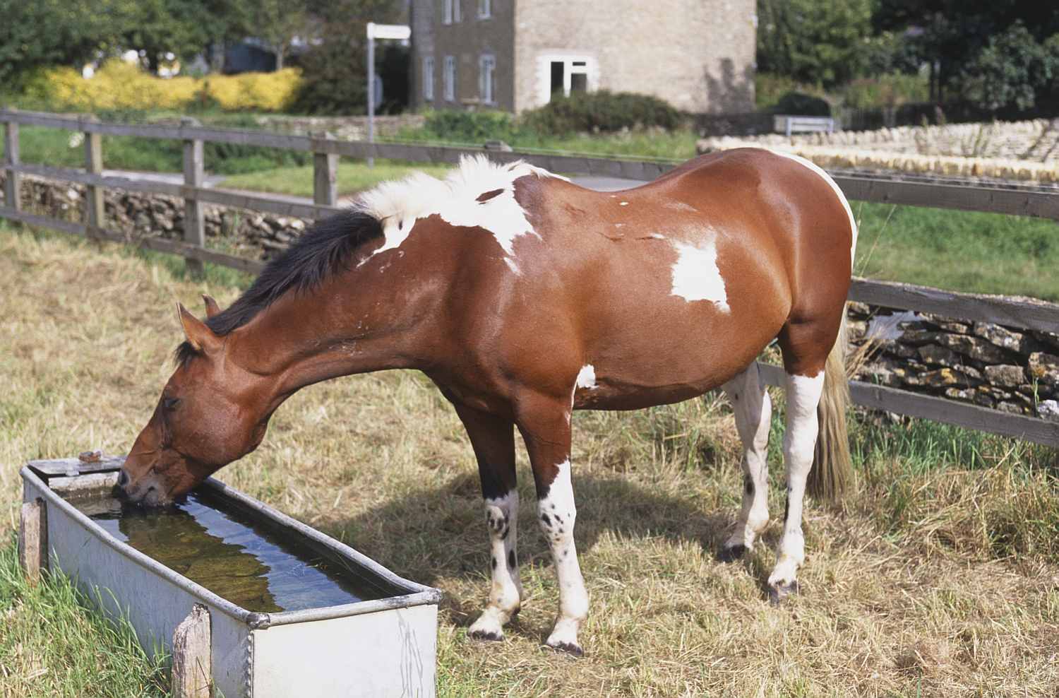 Чем питается лошадь: рацион и схемы кормления