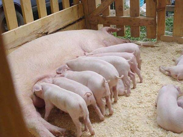 Сколько ходит беременная свинья, сколько вынашивает поросят