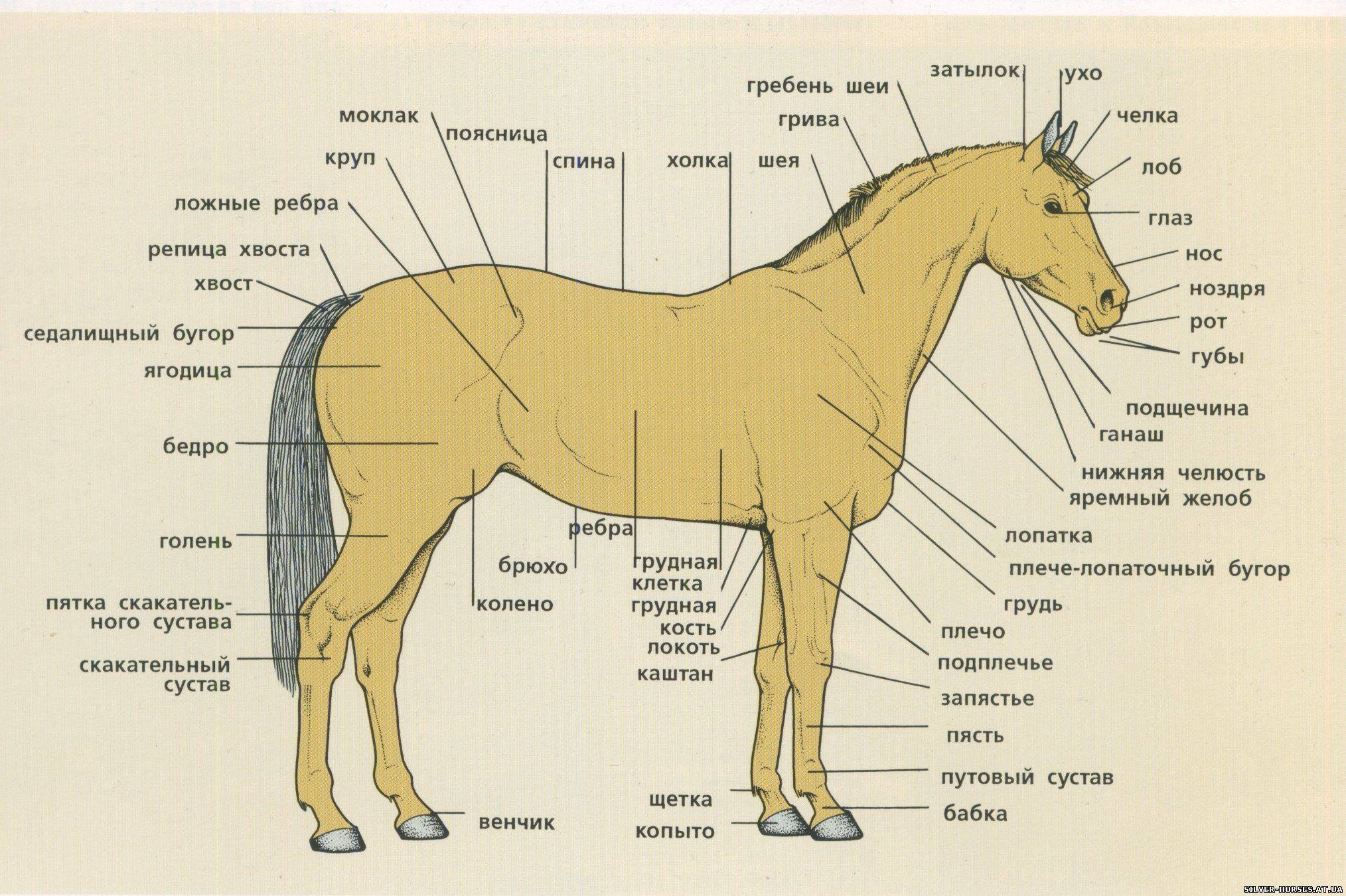 ᐉ скелет лошади: особенности строения, внутренние органы - zooon.ru