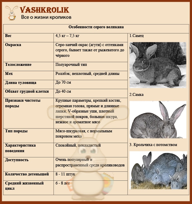 Породы кроликов: описание меховых и мясных домашних пород