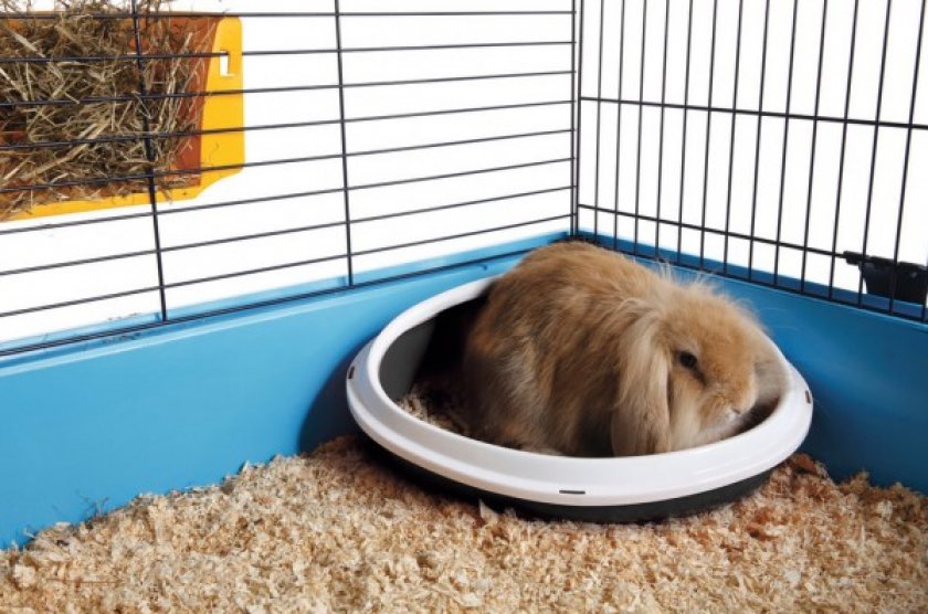 Как приучить кролика к лотку - обзор проверенных методов