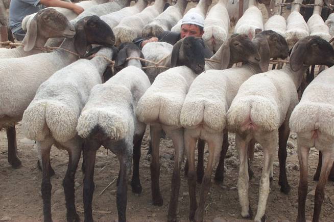 Курдючные овцы (30 фото): описание породы баранов. что такое курдюк? максимальный вес калмыцких особей, особенности разведения