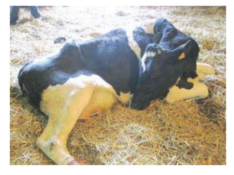 Послеродовой парез у коров: как лечить