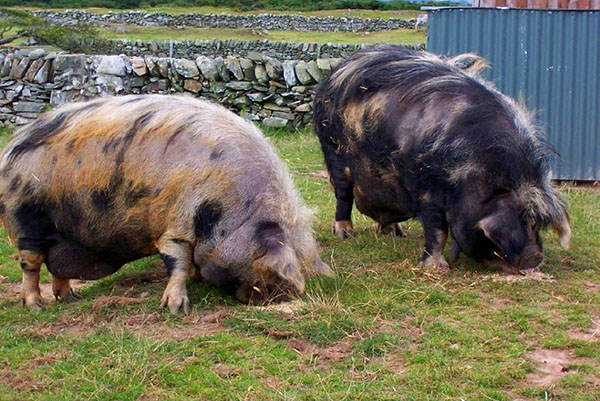 Описание свиней породы: кармалы