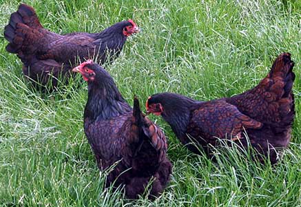 О породе кур виандот: описание и характеристика, как отличить пол цыпленка