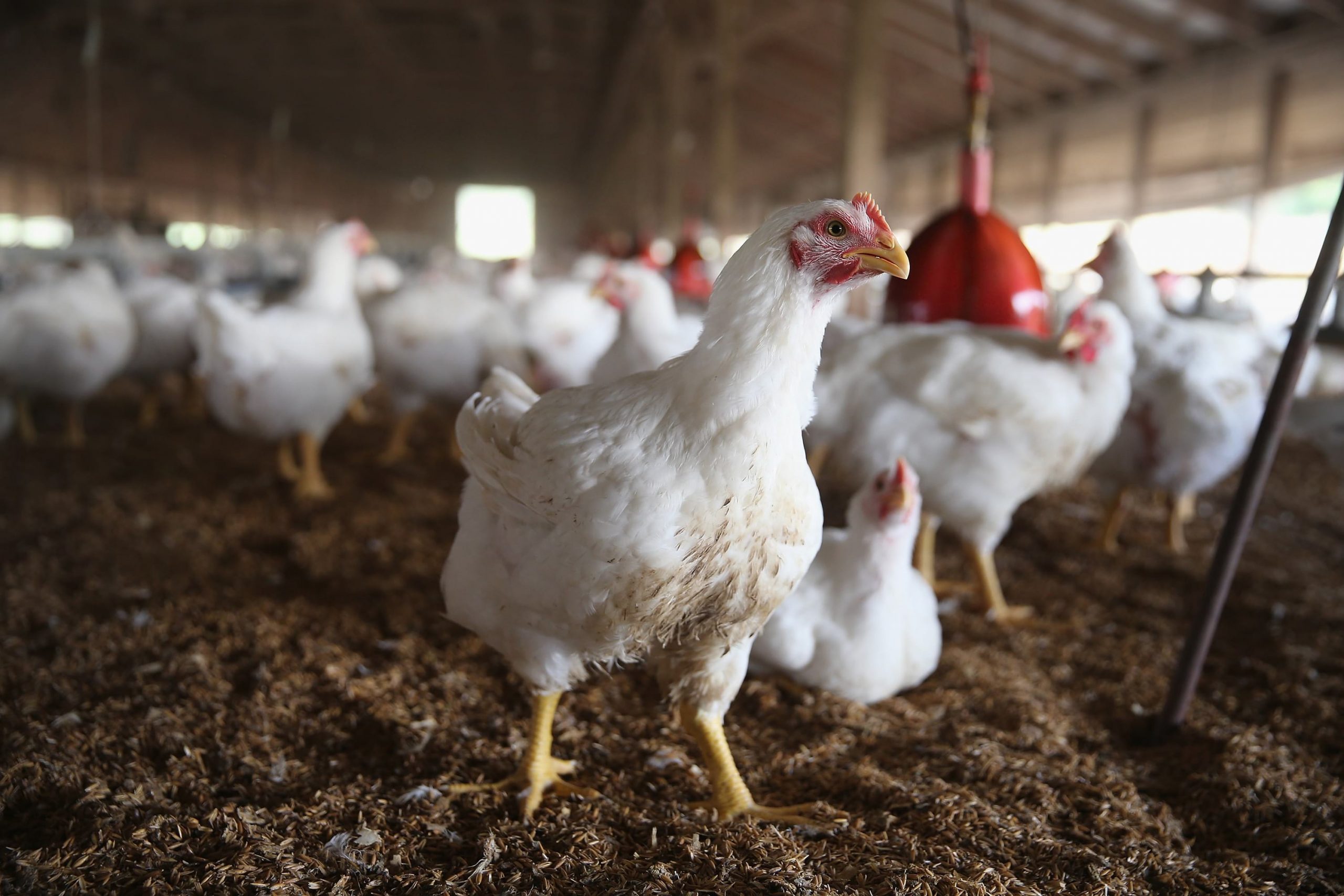 20 интересных фактов о курицах