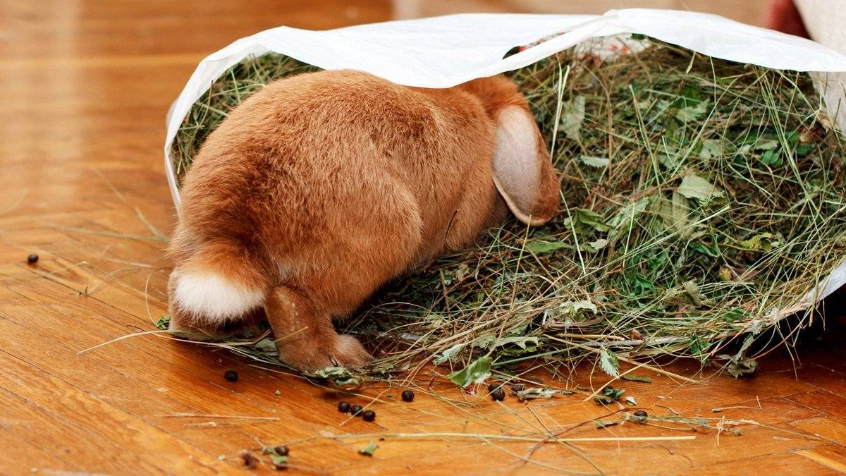 Можно ли давать кроликам молочай - клуб органического земледелия