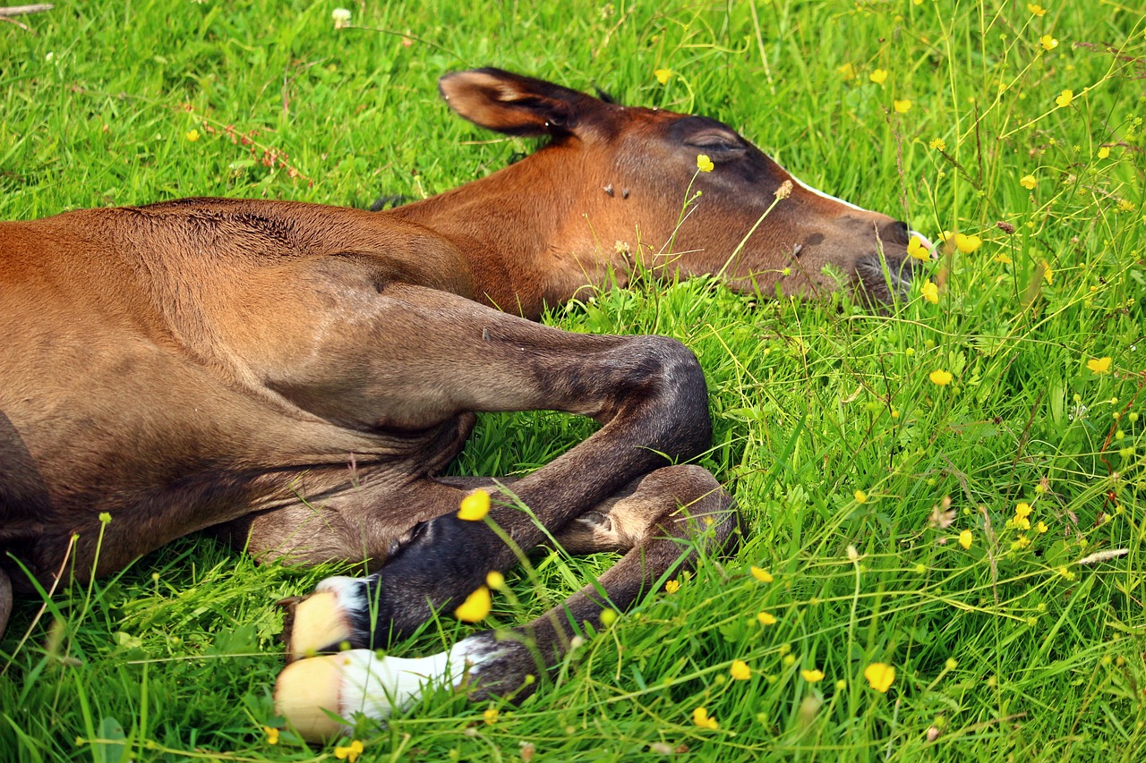 Как спят лошади: лежа или стоя