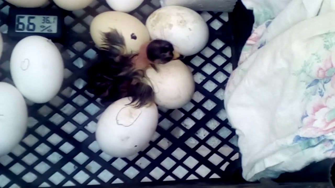 Последние дни инкубации яиц. Вылупления яйцо куриное инкубация. Яйца цыплята Инкубаторная. Цыпленок вылупляется. Голубиные яйца в инкубаторе.