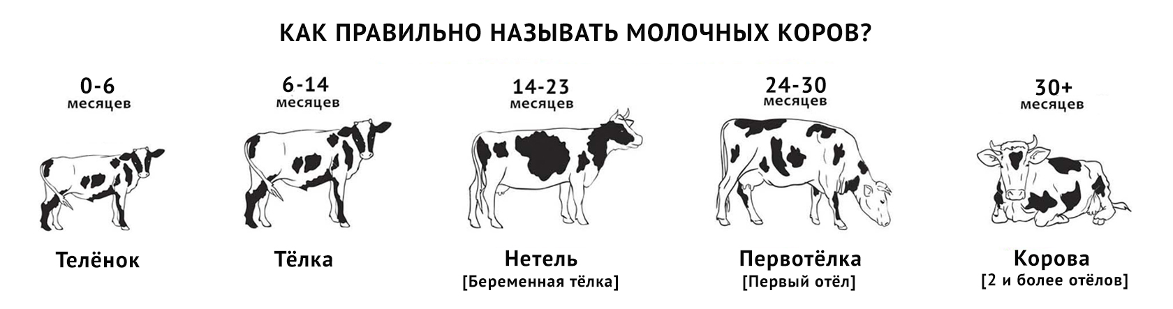 Рацион коровы на день в таблицах
