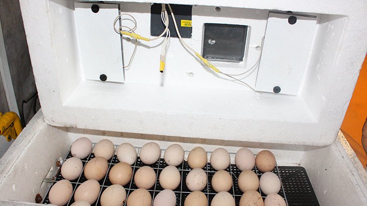 Как происходит инкубация яиц цесарок в домашних условиях?
