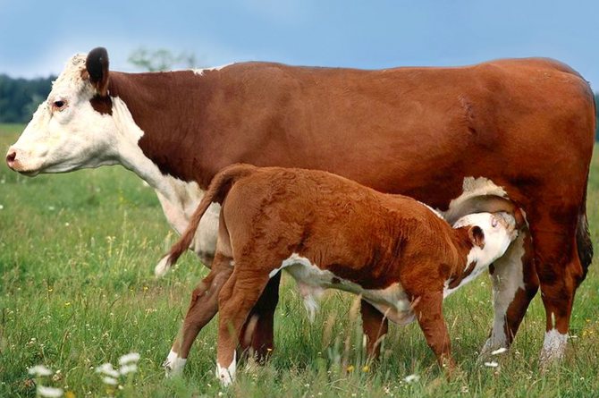 Выносливая и неприхотливая порода коров родом из англии — «герефордская»