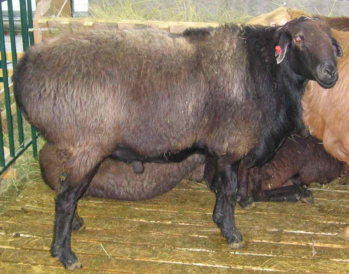 Эдильбаевская порода овец: характеристика и описание
