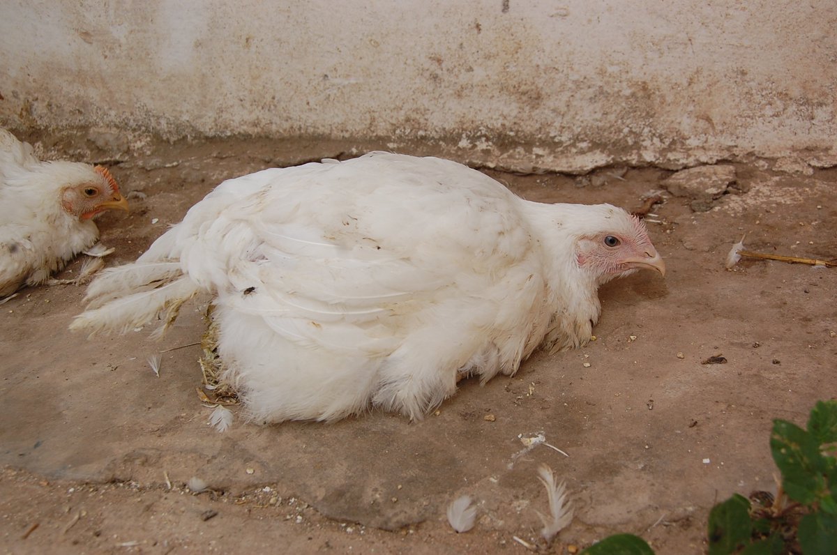 О симптомах и лечении болезни ньюкасла у кур и цыплят в домашних условиях