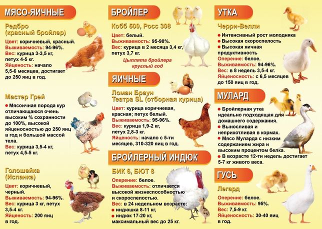 Йодинол для цыплят: инструкция по применению
