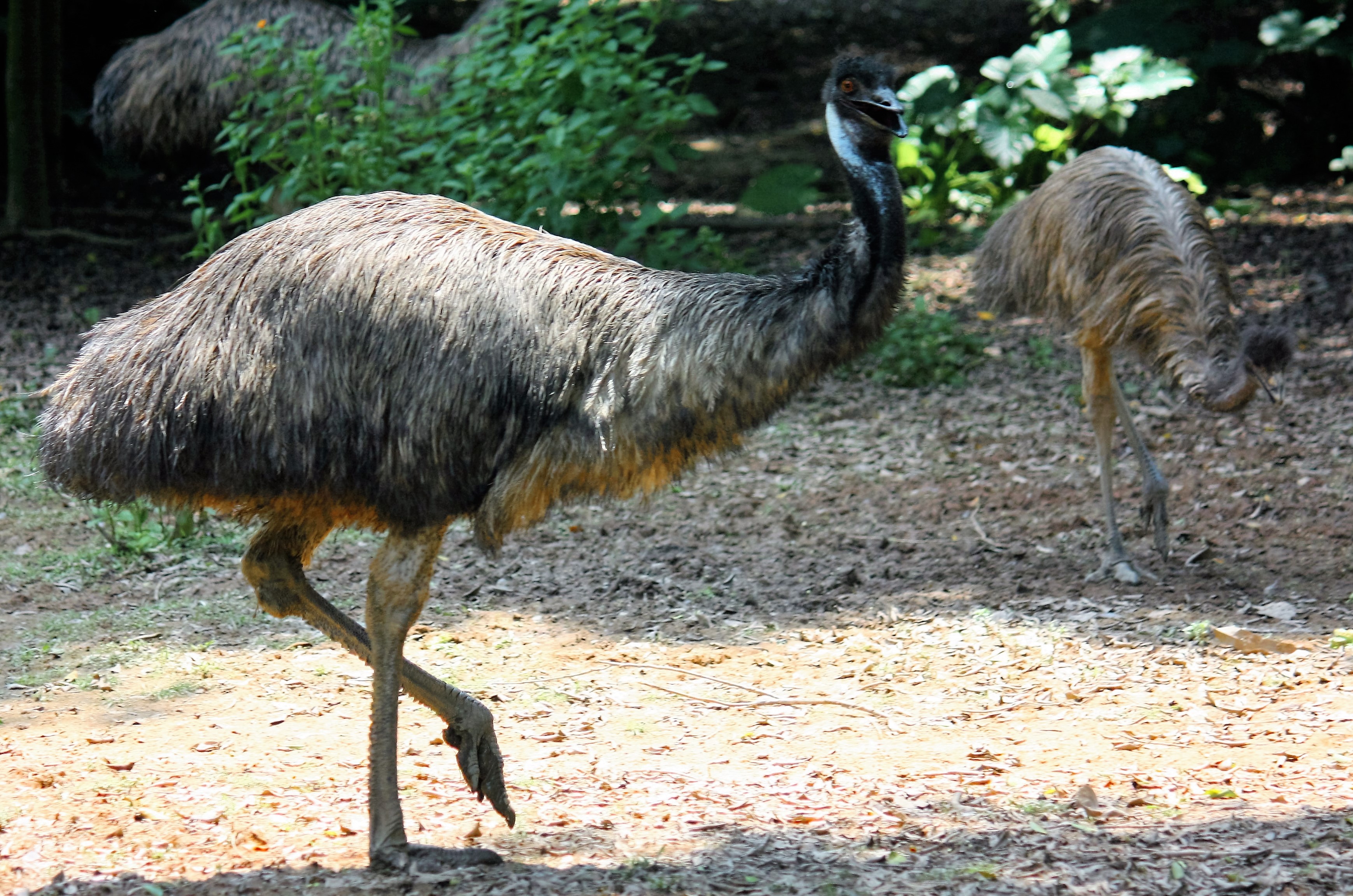 О страусах эму: что это за австралийская порода и в чем ее основные отличия