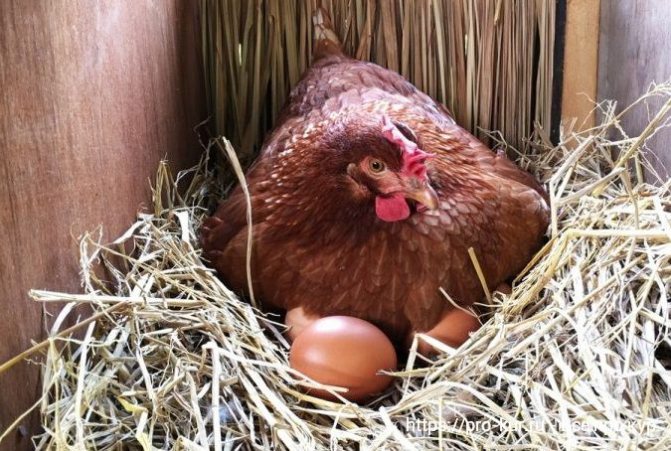 Курица села на яйца: что делать дальше, уход, кормление несушки