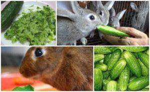 Можно ли кормить кроликов хлебом и как правильно это делать?
