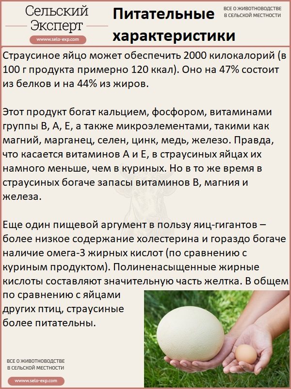 О страусиных яйцах: сколько весит и как часто страус может нестись