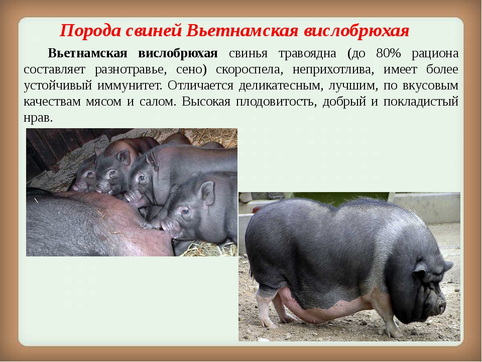 Крупная белая порода свиней: характеристика, виды, содержание