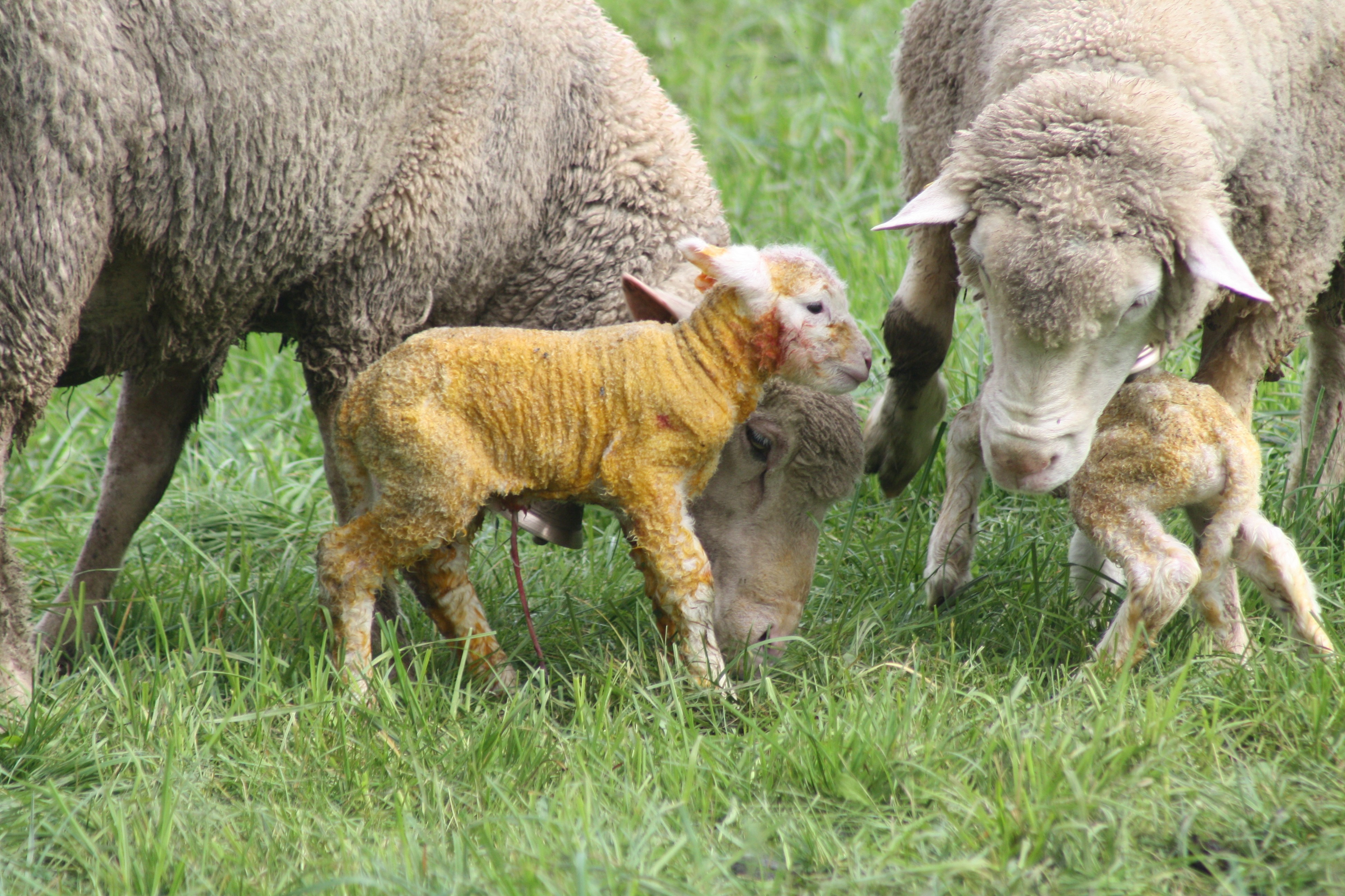 Ягненок: описание, основные отличия от других видов животных, как правильно называется детеныш овцы