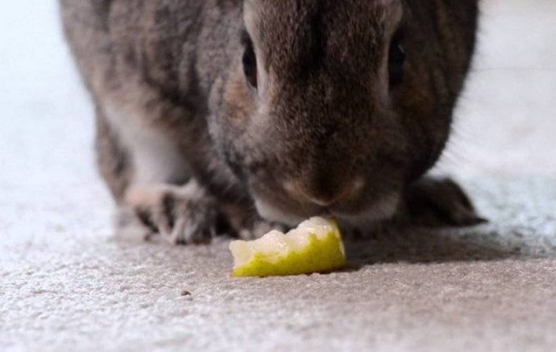 Едят ли кролики лопухи? - dc61.ru