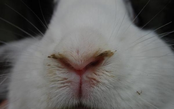 Что делать, если кролик чихает: как лечить насморк и почему появляются белые выделения из носа (сопли)