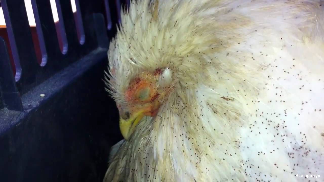 Пухоеды: виды куриных вшей, симптомы заболевания птицы