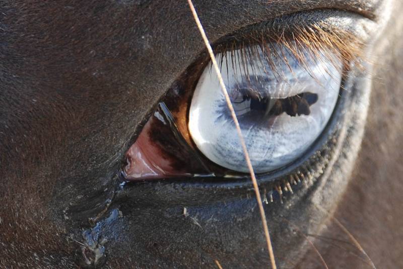 ᐉ зачем лошадям закрывают глаза по бокам, шоры на глазах - zoo-mamontenok.ru