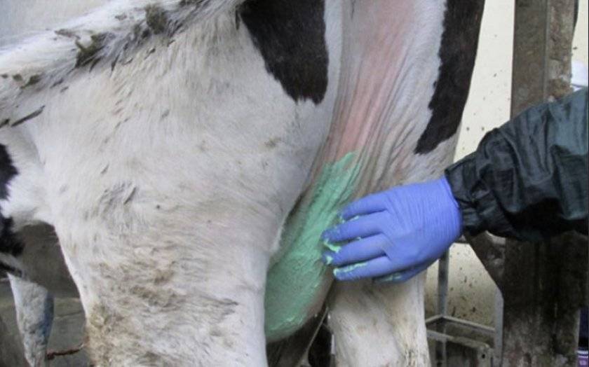 Бородавки у коровы на вымени (папилломы) — причины, лечение и профилактика