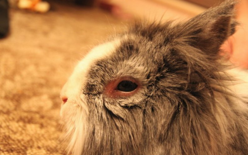У кролика гноятся глаза, от чего, что предпринять, лечение и профилактика