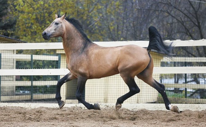 Буланый конь: особенности и виды