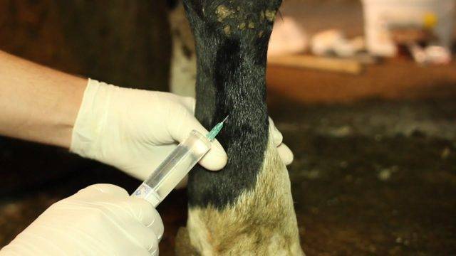 Болезни у коров, как их предотвратить и вылечить