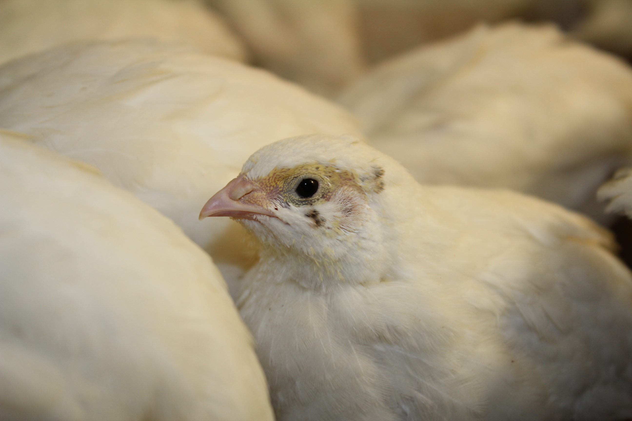 Техасский белый бройлерный перепел: описание породы, яйценоскость, содержание и уход, инкубация яиц