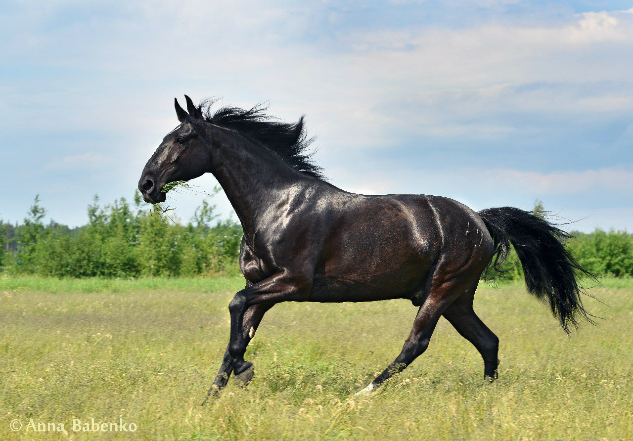Рассмотрите фотографию черной лошади породы кабардинская. Шагди порода лошадей. Кабардинец лошадь порода. Кабардинская порода лошадей. Англо Кабардинская порода лошадей.
