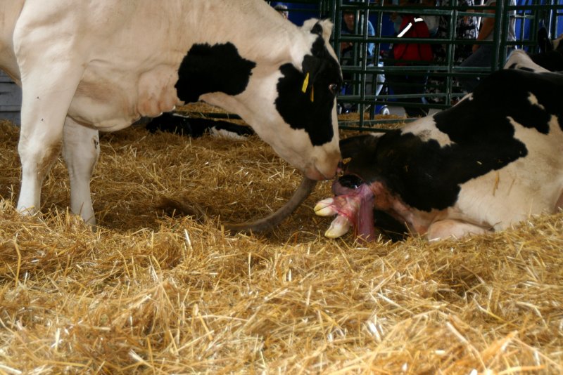 Сколько дней корова вынашивает телёнка и как держать малыша на подсосе